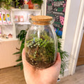 Potion Bottle - Bioactive Terrarium - Sprouts of Bristol