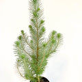 Potted Pine Tree - Pinus pinea 'Silver Crest' - Sprouts of Bristol