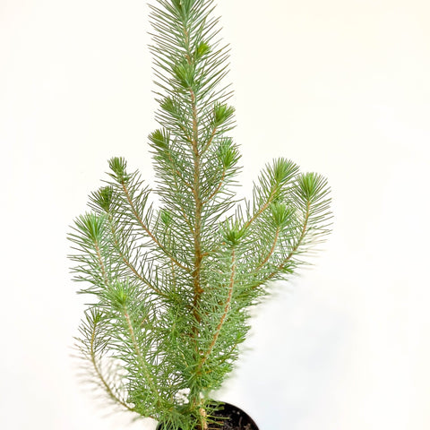 Potted Pine Tree - Pinus pinea 'Silver Crest' - Sprouts of Bristol