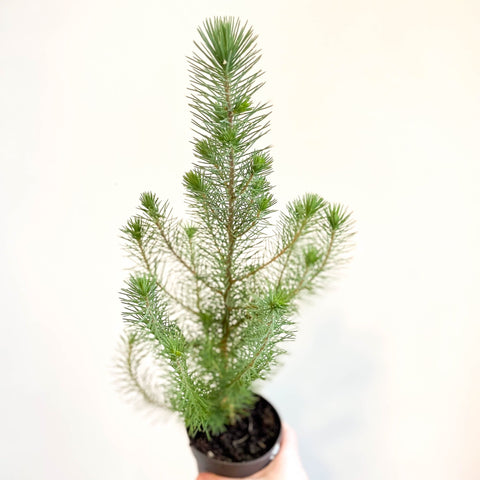 Potted Pine Tree - Pinus pinea 'Silver Crest' - Sprouts of Bristol