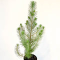 Potted Pine Tree - Pinus pinea 'Silver Crest' - Sprouts of Bristol