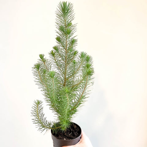 Potted Pine Tree - Pinus pinea 'Silver Crest' - Sprouts of Bristol