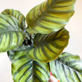 Prayer Plant - Calathea fasciata - Sprouts of Bristol