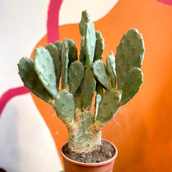 prickly pear cactus uk Prickly Pear