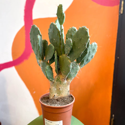 prickly pear cactus toxic to cats Prickly Pear
