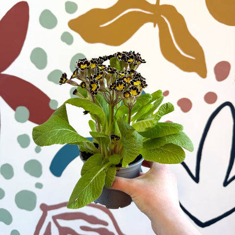 Primula × polyantha 'Gold Laced' - Gold - Laced Primrose - Sprouts of Bristol