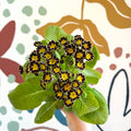 Primula × polyantha 'Gold Laced' - Gold - Laced Primrose - Sprouts of Bristol