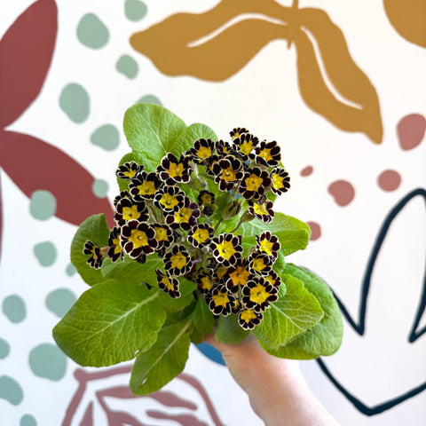 Primula × polyantha 'Gold Laced' - Gold - Laced Primrose - Sprouts of Bristol
