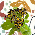 Primula × polyantha 'Gold Laced' - Gold - Laced Primrose - Sprouts of Bristol