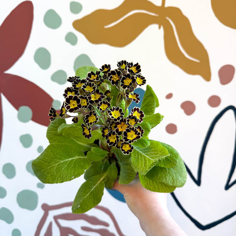 Primula × polyantha 'Gold Laced' - Gold - Laced Primrose - Sprouts of Bristol