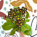 Primula × polyantha 'Gold Laced' - Gold - Laced Primrose - Sprouts of Bristol
