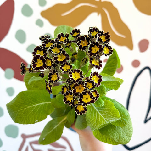 Primula × polyantha 'Gold Laced' - Gold - Laced Primrose - Sprouts of Bristol