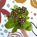 Primula × polyantha 'Gold Laced' - Gold - Laced Primrose - Sprouts of Bristol