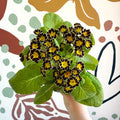 Primula × polyantha 'Gold Laced' - Gold - Laced Primrose - Sprouts of Bristol