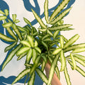 Pteris cretica 'Albolineata' - Ribbon Fern - Sprouts of Bristol