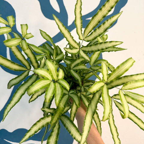 Pteris cretica 'Albolineata' - Ribbon Fern - Sprouts of Bristol
