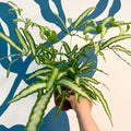 Pteris cretica 'Albolineata' - Ribbon Fern - Sprouts of Bristol