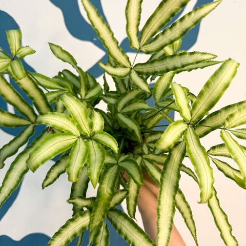 Pteris cretica 'Albolineata' - Ribbon Fern - Sprouts of Bristol