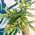 Pteris cretica 'Albolineata' - Ribbon Fern - Sprouts of Bristol