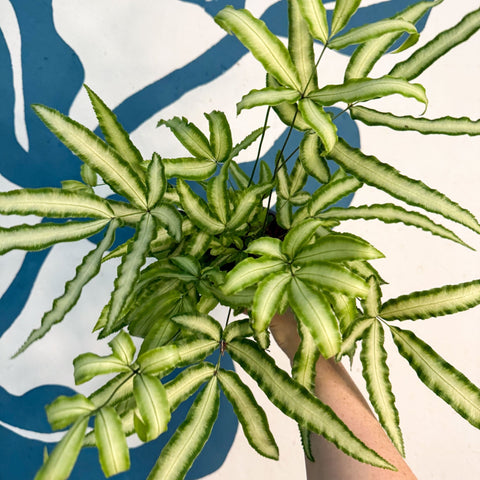 Pteris cretica 'Albolineata' - Ribbon Fern - Sprouts of Bristol