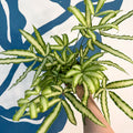 Pteris cretica 'Albolineata' - Ribbon Fern - Sprouts of Bristol