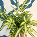 Pteris cretica 'Albolineata' - Ribbon Fern - Sprouts of Bristol