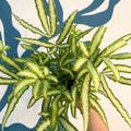 Pteris cretica 'Albolineata' - Ribbon Fern - Sprouts of Bristol