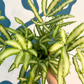 Pteris cretica 'Albolineata' - Ribbon Fern - Sprouts of Bristol