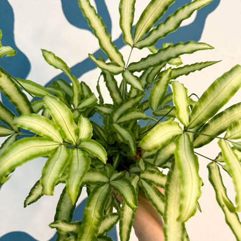 Pteris cretica 'Albolineata' - Ribbon Fern - Sprouts of Bristol