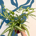 Pteris cretica 'Albolineata' - Ribbon Fern - Sprouts of Bristol