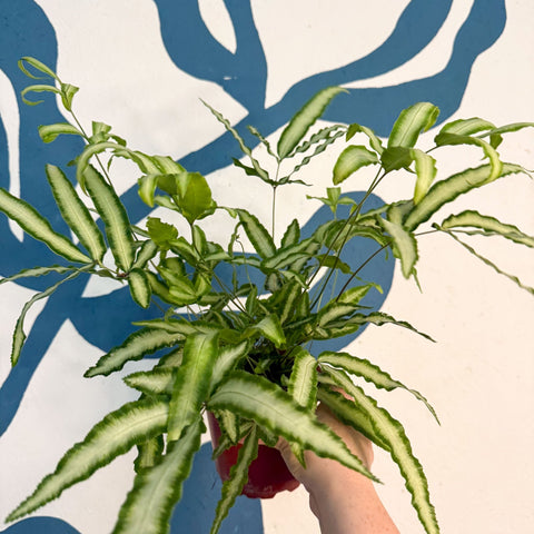 Pteris cretica 'Albolineata' - Ribbon Fern - Sprouts of Bristol