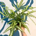 Pteris cretica 'Albolineata' - Ribbon Fern - Sprouts of Bristol