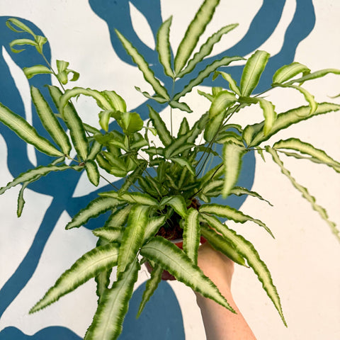 Pteris cretica 'Albolineata' - Ribbon Fern - Sprouts of Bristol