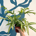 Pteris cretica 'Albolineata' - Ribbon Fern - Sprouts of Bristol