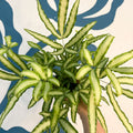 Pteris cretica 'Albolineata' - Ribbon Fern - Sprouts of Bristol