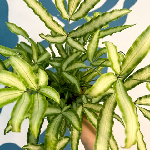 Pteris cretica 'Albolineata' - Ribbon Fern - Sprouts of Bristol