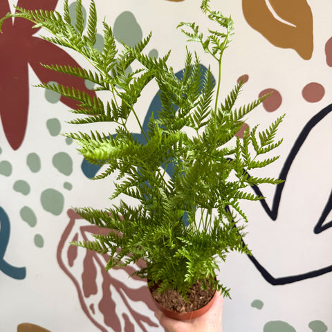 Pteris straminea – Silver Brake Fern - Sprouts of Bristol