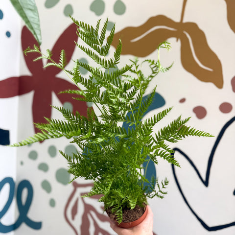 Pteris straminea – Silver Brake Fern - Sprouts of Bristol