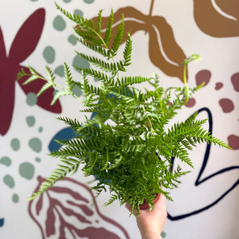 Pteris straminea – Silver Brake Fern - Sprouts of Bristol