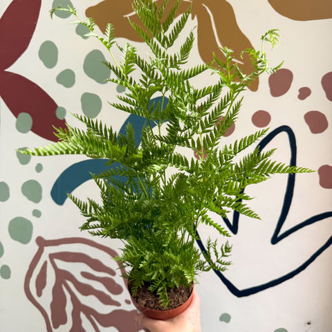 Pteris straminea – Silver Brake Fern - Sprouts of Bristol