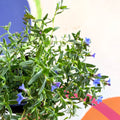 Purple Gromwell - Glandora prostrata 'Grace Ward' - British Grown Perennial - Sprouts of Bristol