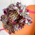 Purple Inch Plant- Tradescantia zebrina 'Purpusii' - Sprouts of Bristol