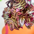 Purple Inch Plant- Tradescantia zebrina 'Purpusii' - Sprouts of Bristol