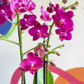 Purple Pink Moth Orchid - Phalaenopsis - Sprouts of Bristol
