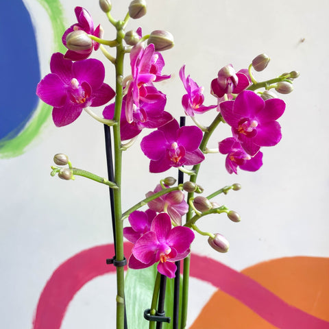 Purple Pink Moth Orchid - Phalaenopsis - Sprouts of Bristol