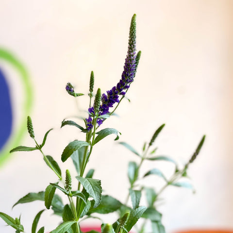 Purple Spiked Speedwells - Veronica spicata 'Anniversary Blue' - British Grown - Sprouts of Bristol