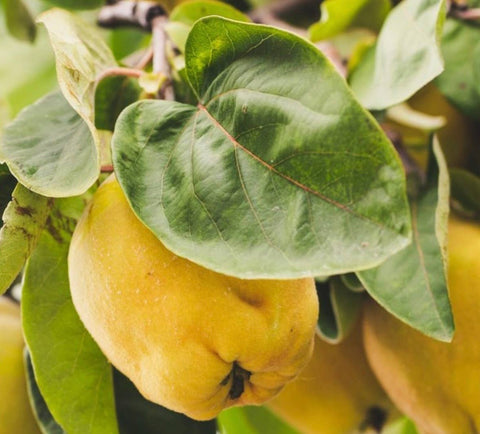 Quince Grow Greetings Card - Sprouts of Bristol