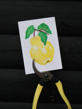 Quince Grow Greetings Card - Sprouts of Bristol