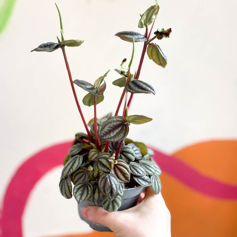 Radiator Plant - Peperomia albovittata 'Piccolo Banda' - Sprouts of Bristol