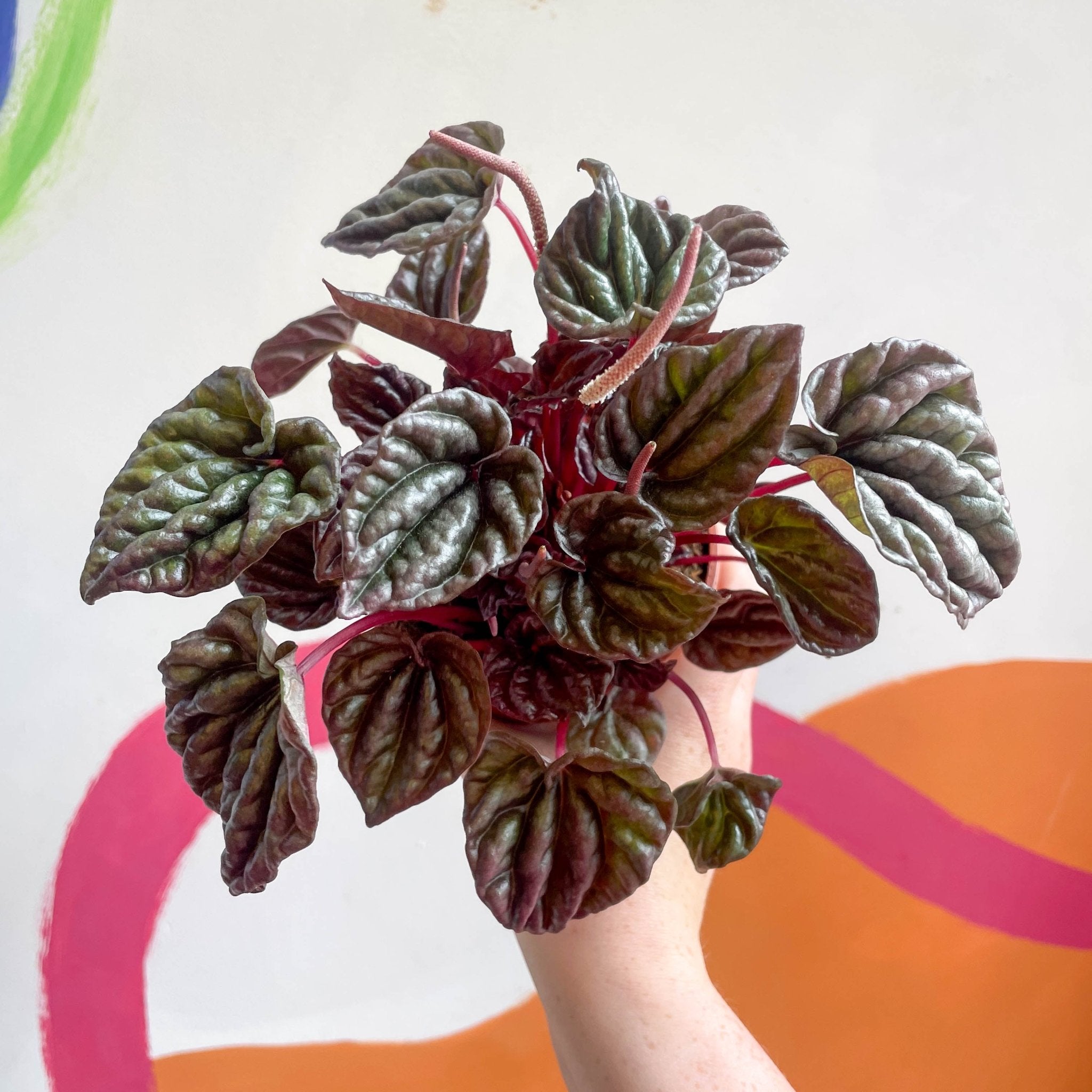 Red Radiator Plant Peperomia caperata 'Red' - Radiator Plant – Sprouts of Bristol